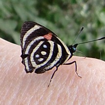 Black-white butterfly